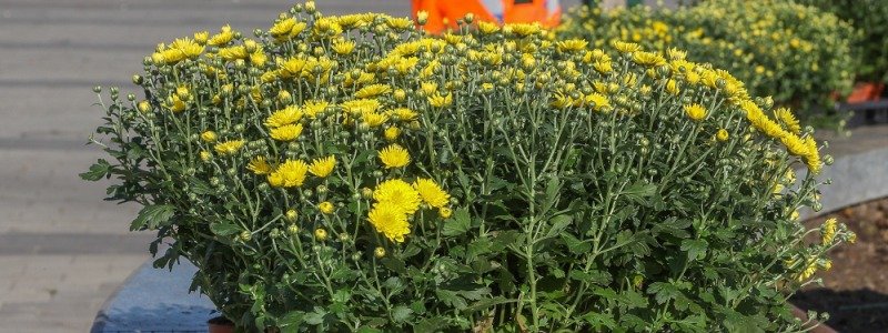В Днепре ко Дню города высадят больше 9 тысяч хризантем