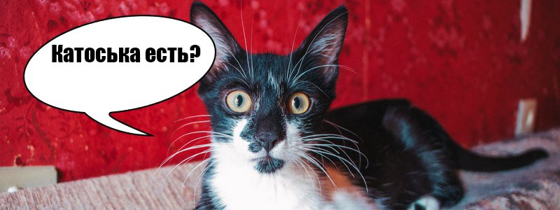 Что такое "катоськи" и как они помогают котам в Днепре