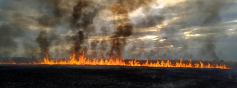 В Днепре снова горели поля: почему опасно сжигать сухостой