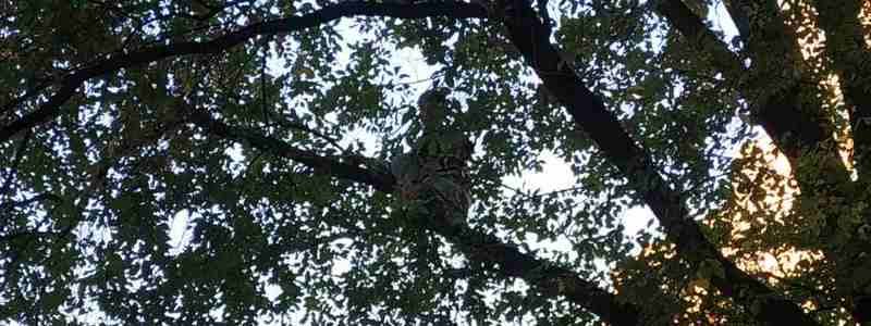 В Днепре 10-летний мальчик залез на дерево: ребенка пришлось снимать спасателям