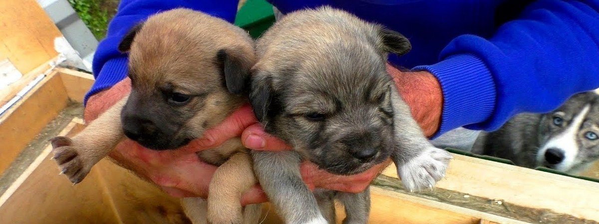 В Днепре 10 щенков остались без мамы и ждут своих "человеков"