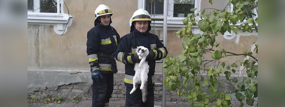 В Днепре сотрудники ГСЧС спасли кота, застрявшего в приоткрытом окне