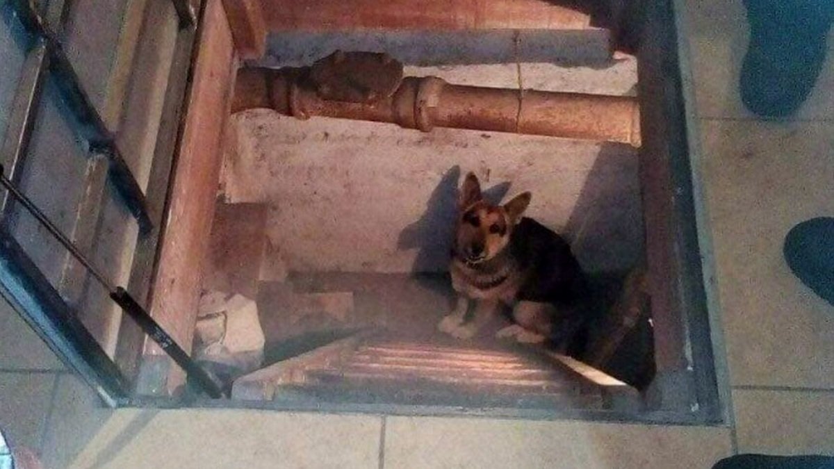 В Днепре спасли собаку, которая упала в подвал