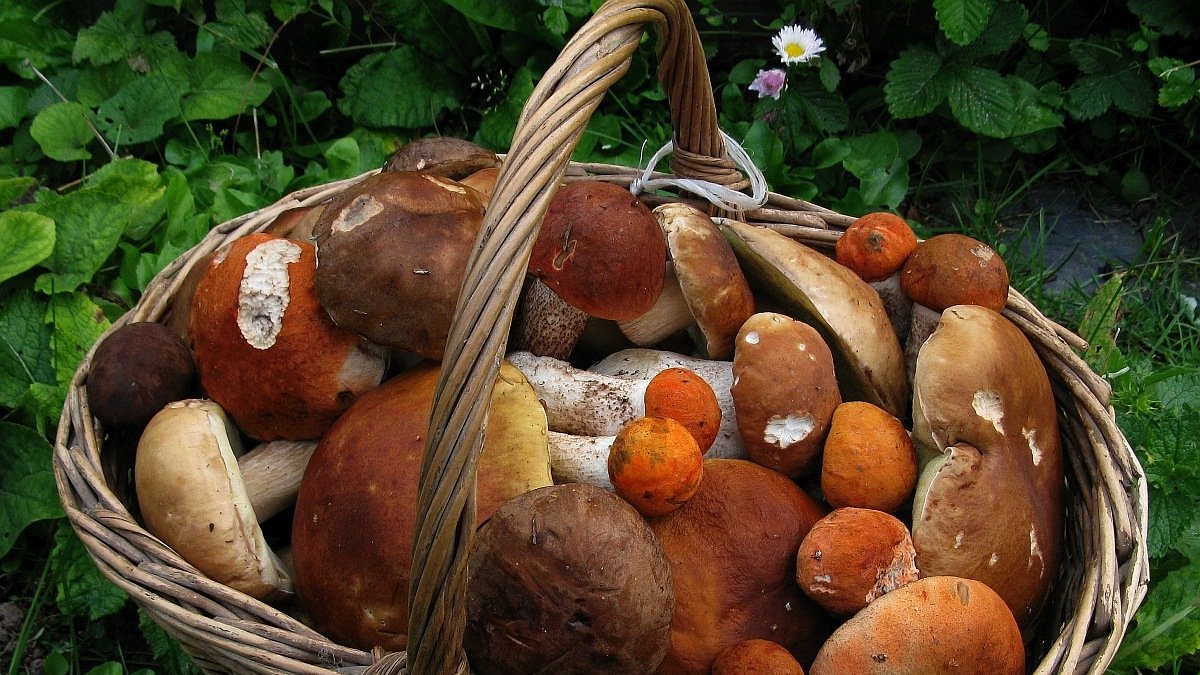 В Днепропетровской области открыли сезон охоты на грибы: как уберечься от отравления