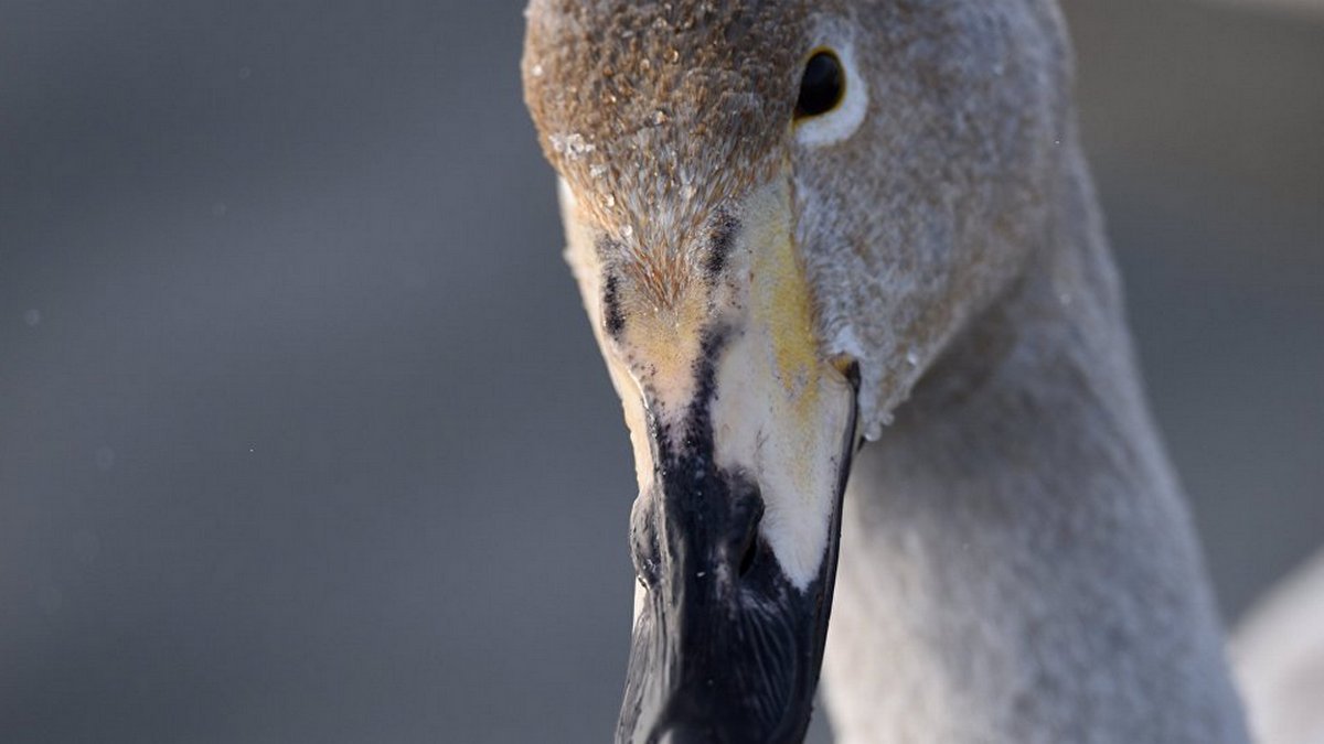 В Днепре пытаются спасти лебедя, которого после травмы бросила семья