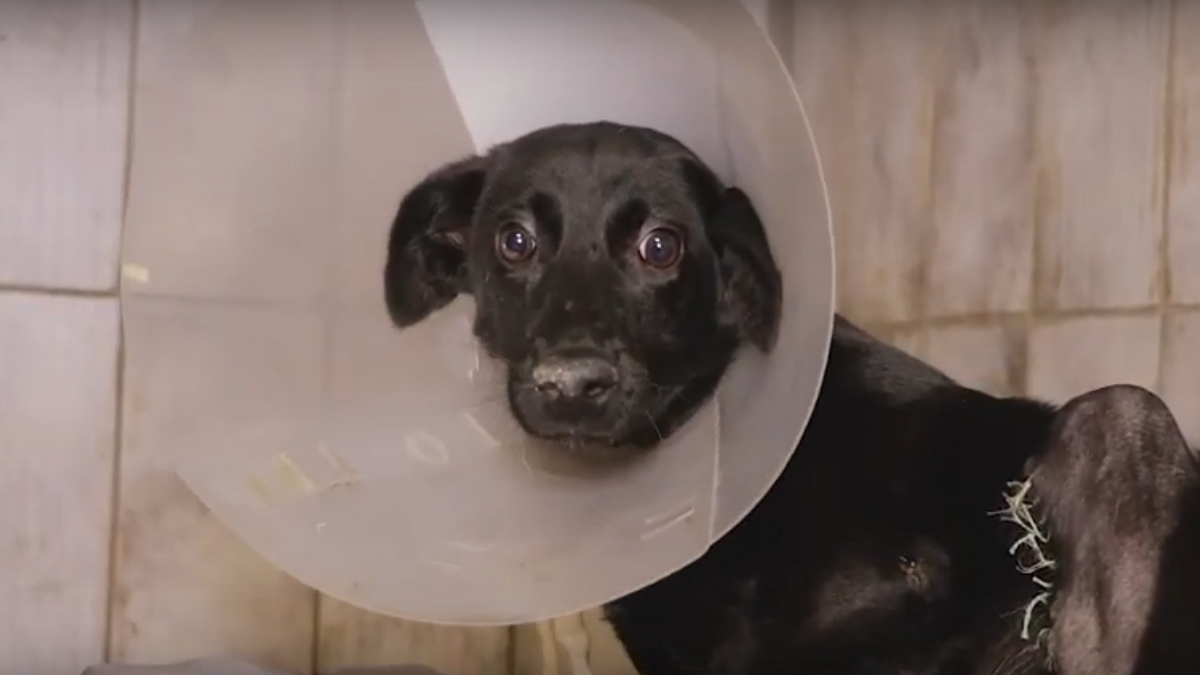 Жертвы равнодушия: в Днепре спасают собаку Амели, которая осталась без двух лап