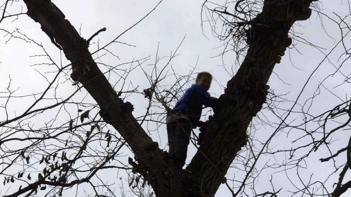 Под Днепром спасали мальчика, который собирал грибы на дереве
