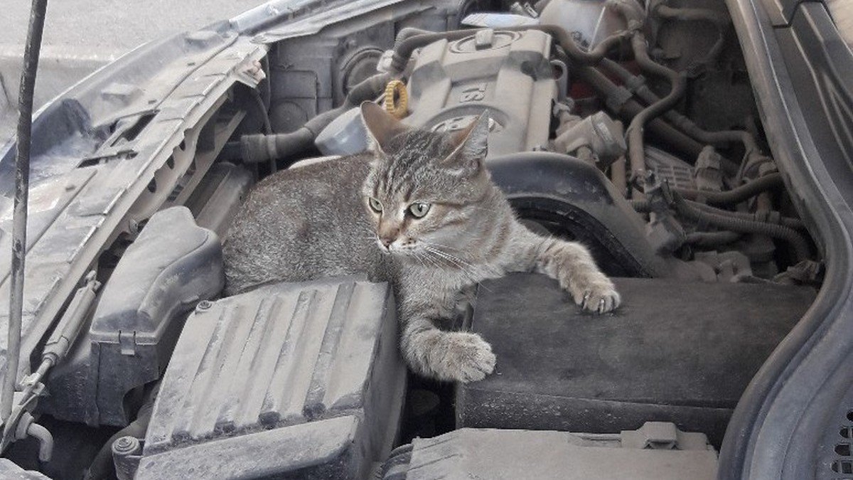 Водителей Днепра просят не убивать котиков