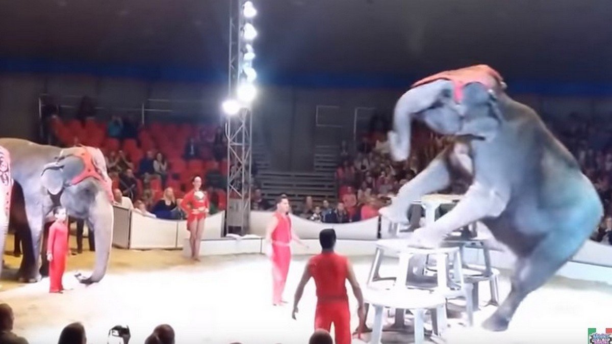 В Днепр приезжает цирк слонов из Германии, который бойкотируют по всему миру