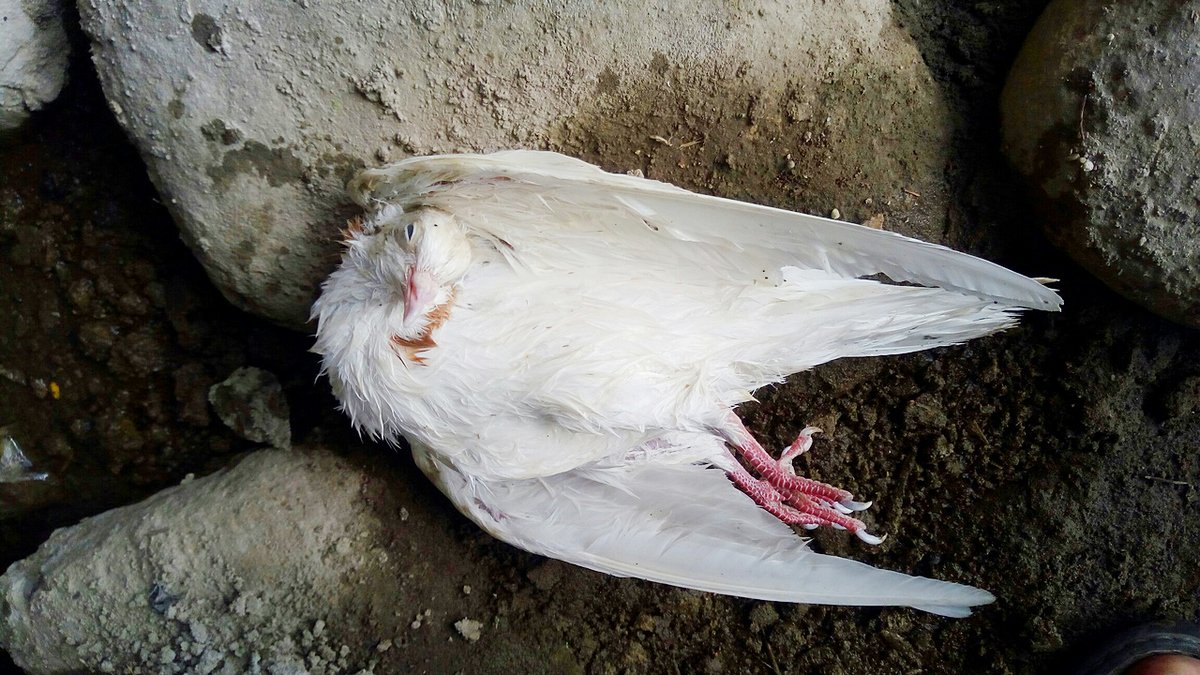 Жителей Днепра призывают не убивать птиц ради фото