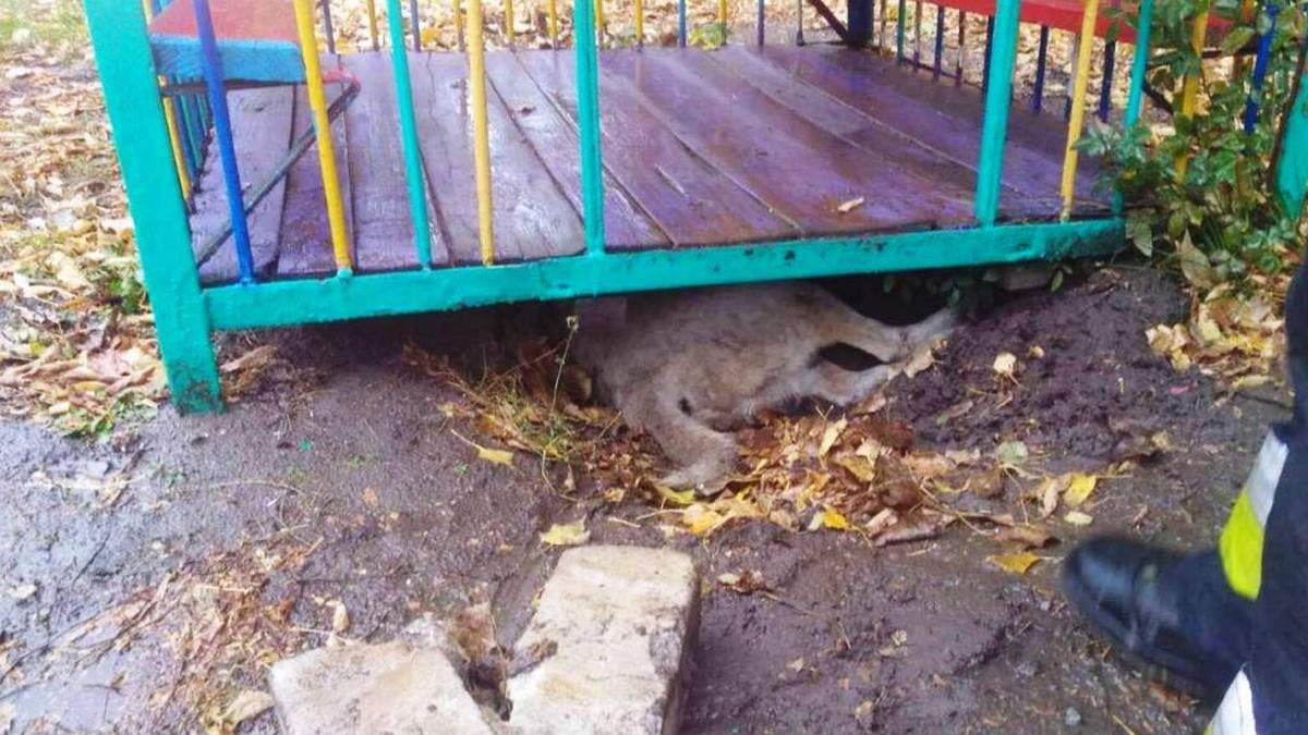 В Днепре собака застряла под домиком на детской площадке