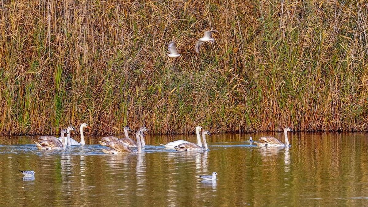 В Днепре на Курином озере поселилась семья лебедей