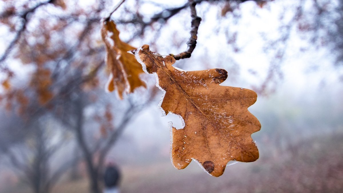 Погода на 21 ноября: в Днепре ожидаются заморозки