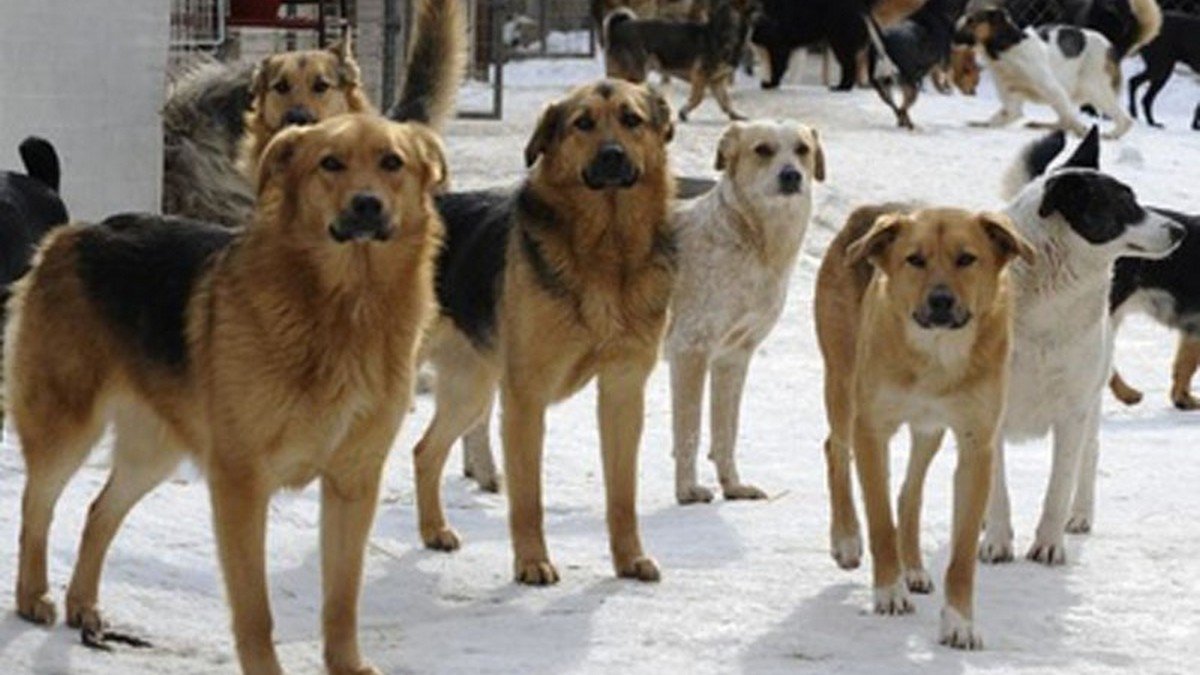 В Днепр возвращают собак, которых отловило сомнительное харьковское КП