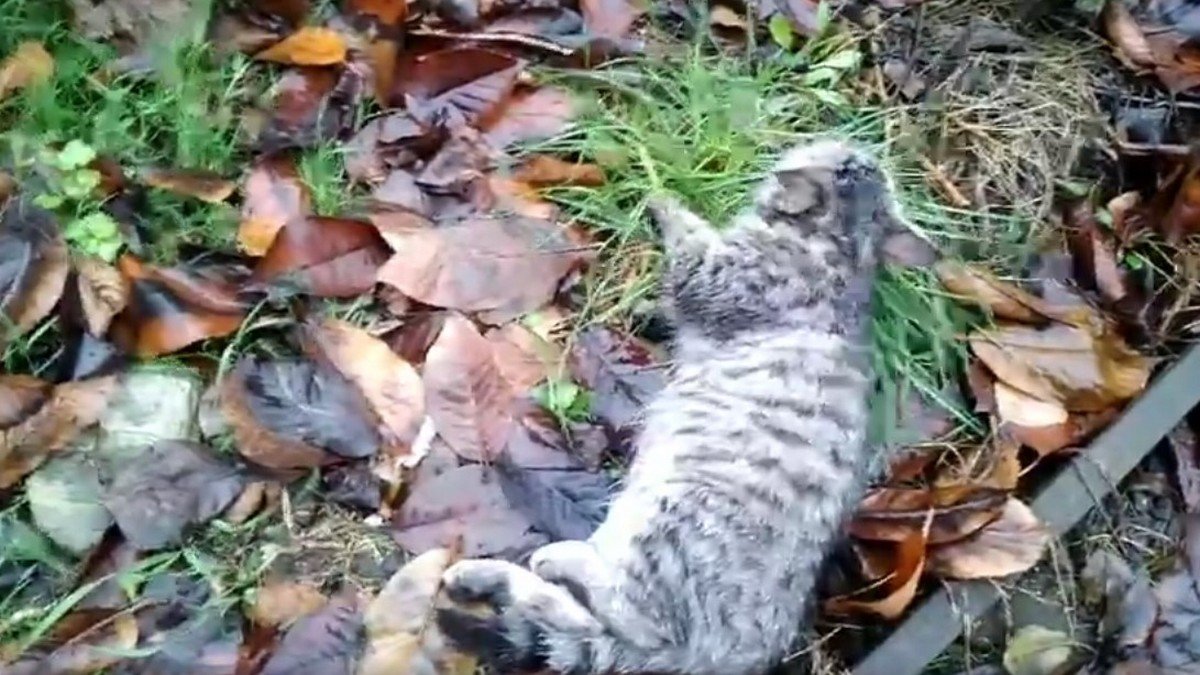 В Днепре люди нашли котенка, у которого отказали лапы: нужна помощь