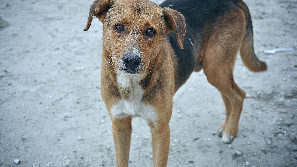 В Днепре возле  ТЦ Terra нашли подстреленную собаку: животному нужна помощь