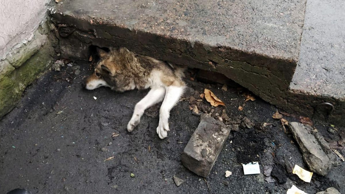 В Днепропетровской области спасатели вызволили собаку из-под бетонной лестницы