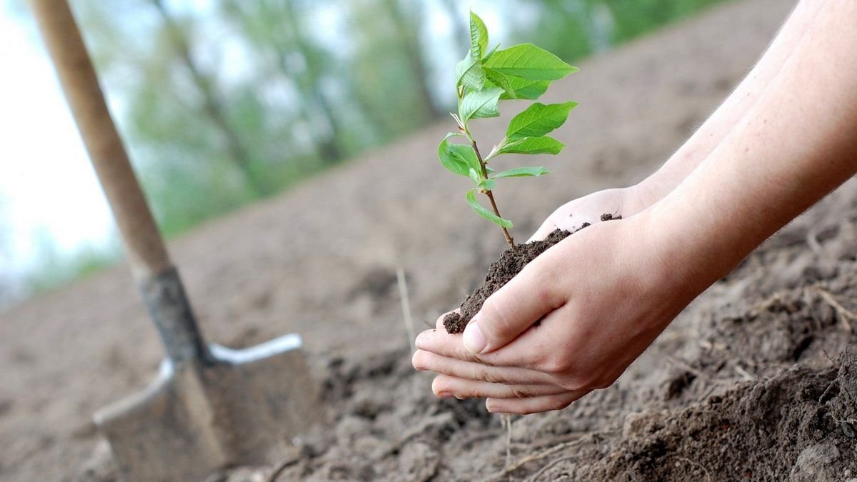 В Днепре бесплатно раздают семена деревьев для посадки