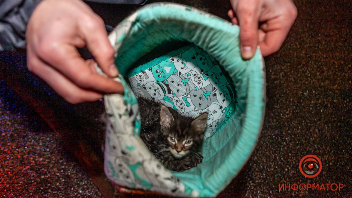 Что случилось с котами, которых спасли в аварии на Малиновского в Днепре