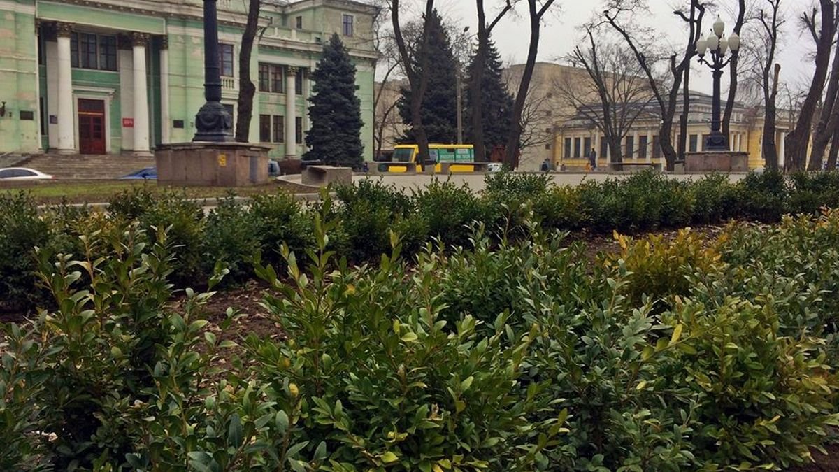В центре Днепра высадили вечнозеленые кустарники