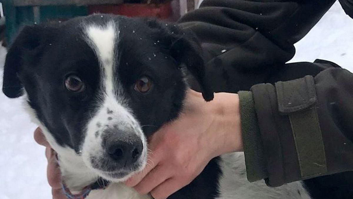В Днепре ищут дом собаке, у которой умер хозяин