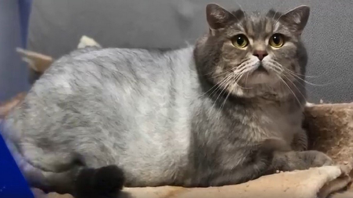 #Антонхудей: в Днепре домашний кот за несколько месяцев "сбросил" 3 килограмма