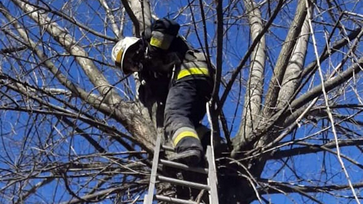В Днепре спасатели освободили застрявшего на дереве котика и вернули его хозяину