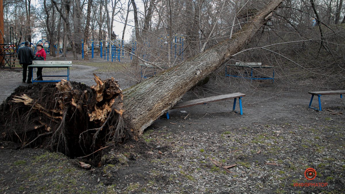 В парке Глобы в Днепре дерево рухнуло на спортивную площадку