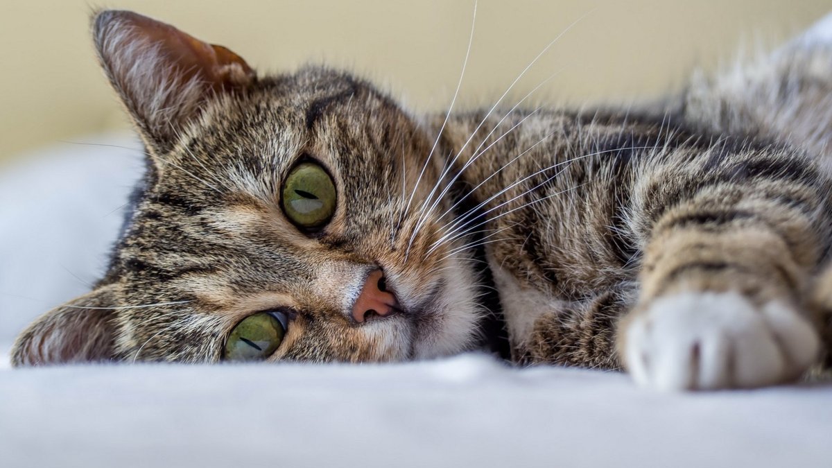 В Днепре спасают котенка с сильными химическими ожогами: нужна помощь