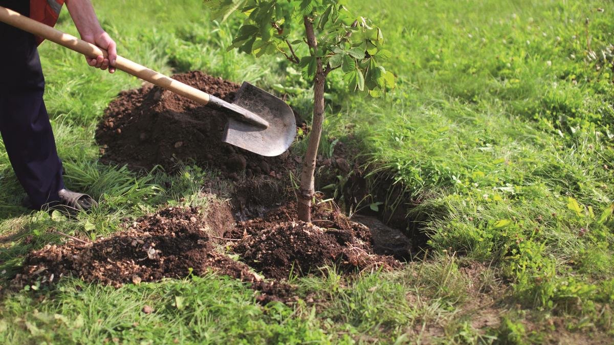 Проект "Озеленение Украины": в парках Днепра высадят множество деревьев