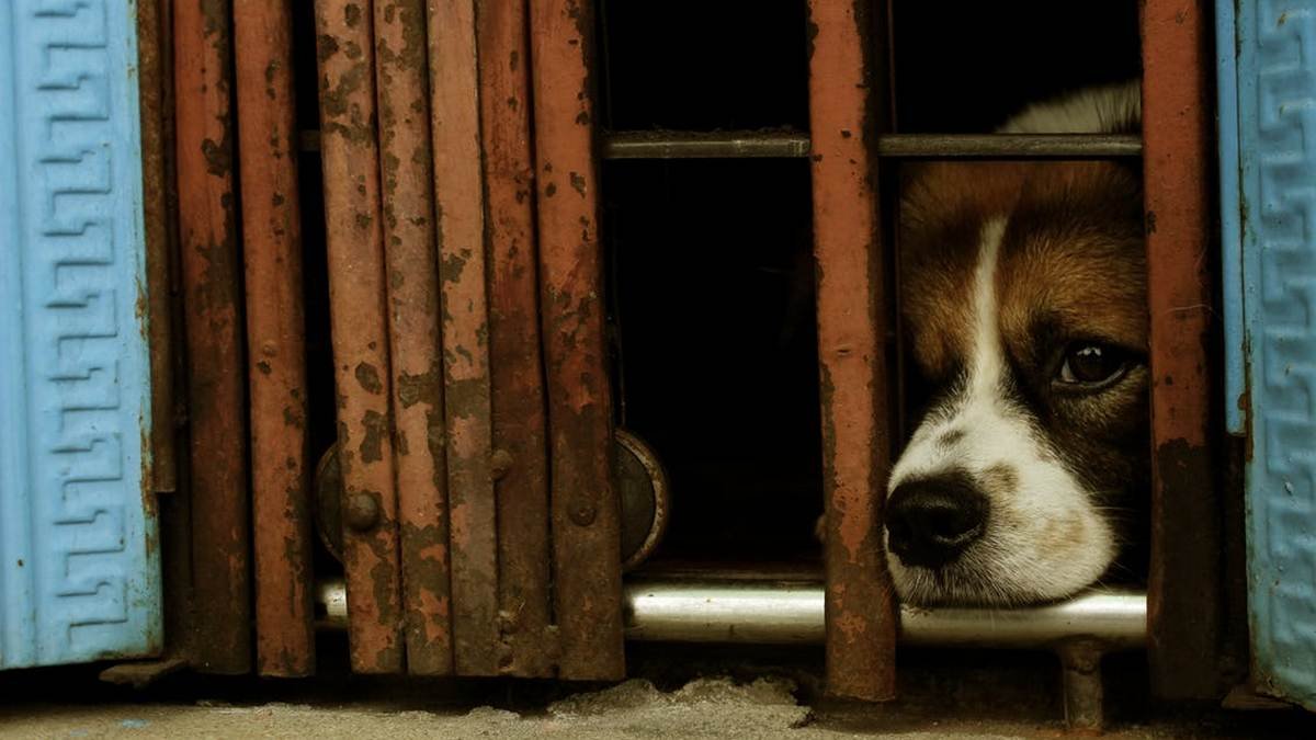 Маленькие истории бездомных животных: где найти себе верного друга в Днепре