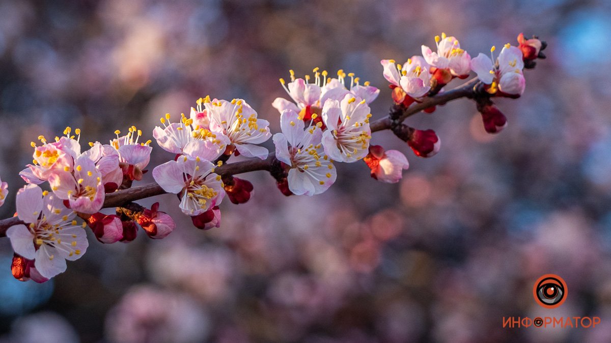 В Днепре на ветках вспыхнула нежность цветов абрикоса