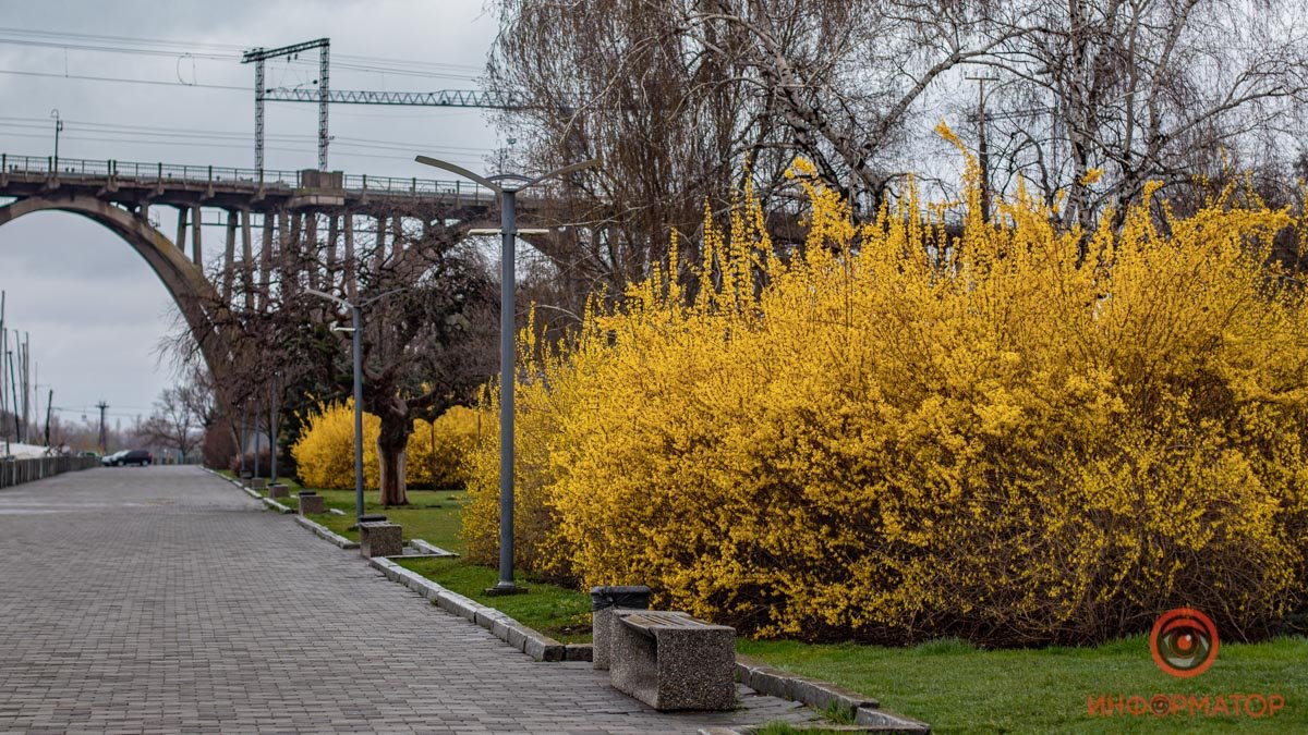 В Днепре зацвели форзиции: как выглядит город в желтых кустарниках