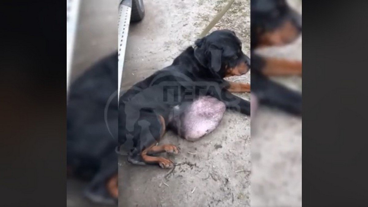 В Днепре хозяин издевался над породистой собакой, после чего выкинул ее с огромной опухолью на улицу