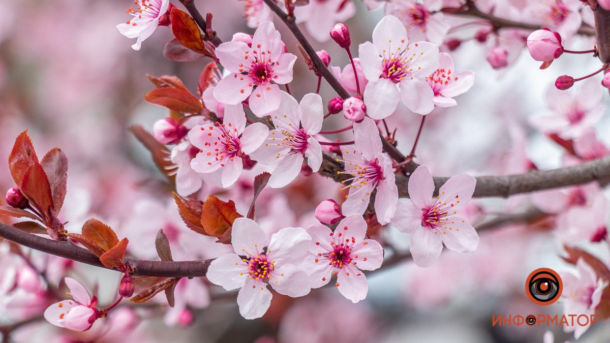 Город в оттенках розового: в Днепре на набережной расцвела японская вишня