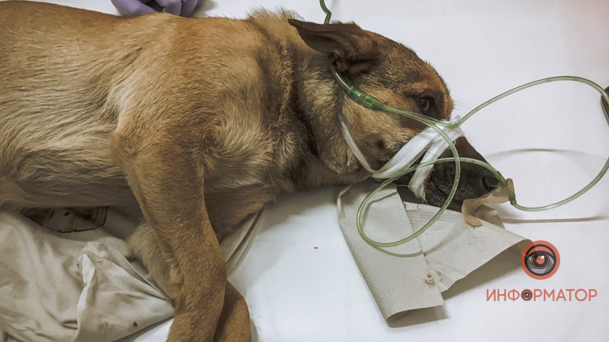 В Днепре мужчина сбил собаку, отвез ее в ветклинику и оставил на незнакомцев: животное борется за жизнь