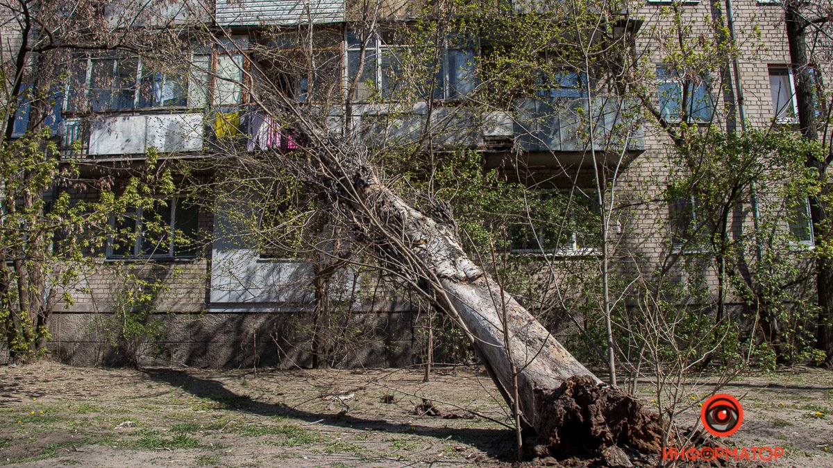 В Днепре на Софьи Ковалевской дерево рухнуло на балкон квартиры