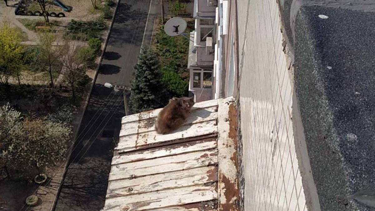В Днепре спасатели доставали кота с козырька балкона с помощью веревки и сумки