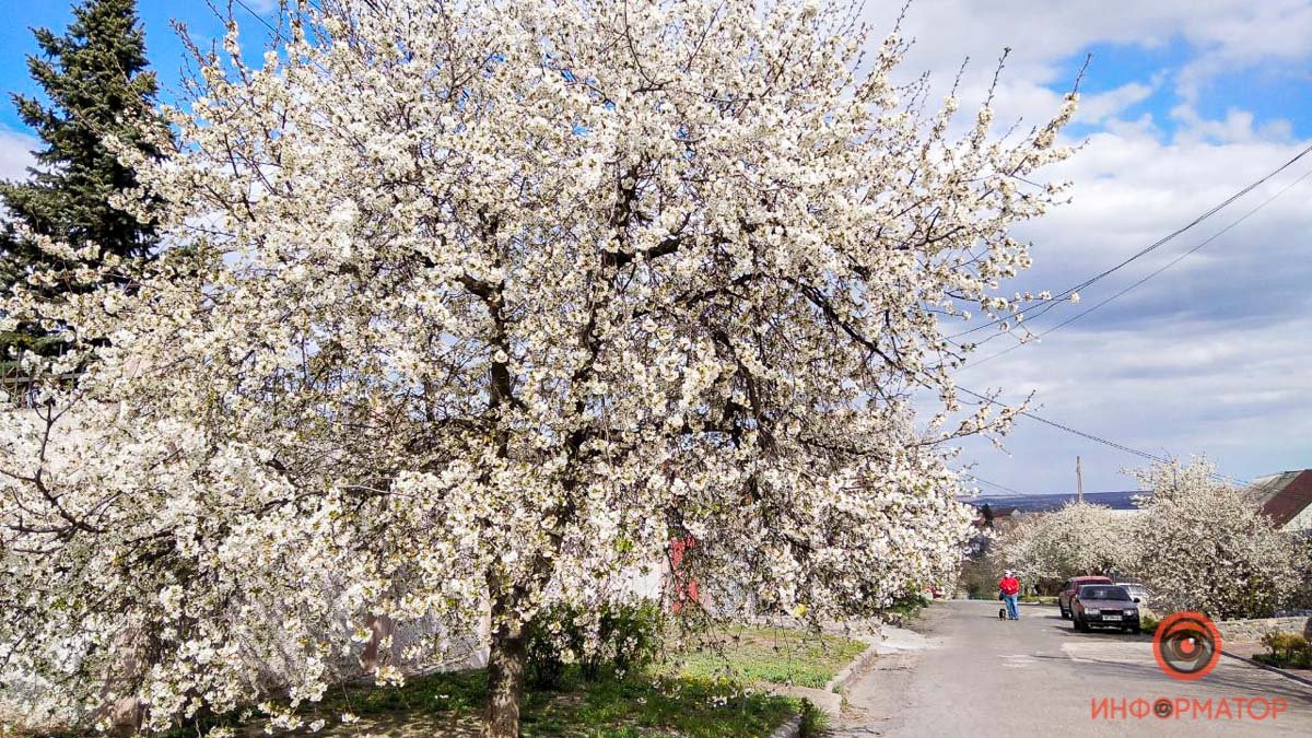 Весенний Днепр: как цветущие деревья разукрасили улицу Гаражную