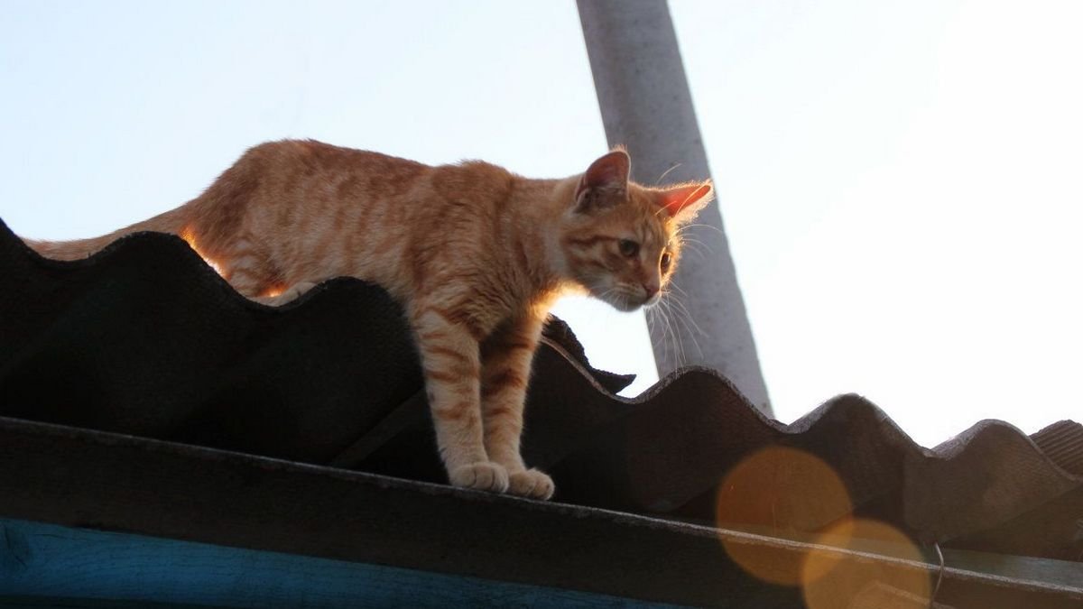 В Днепре спасатели сняли кота с крыши двухэтажного дома