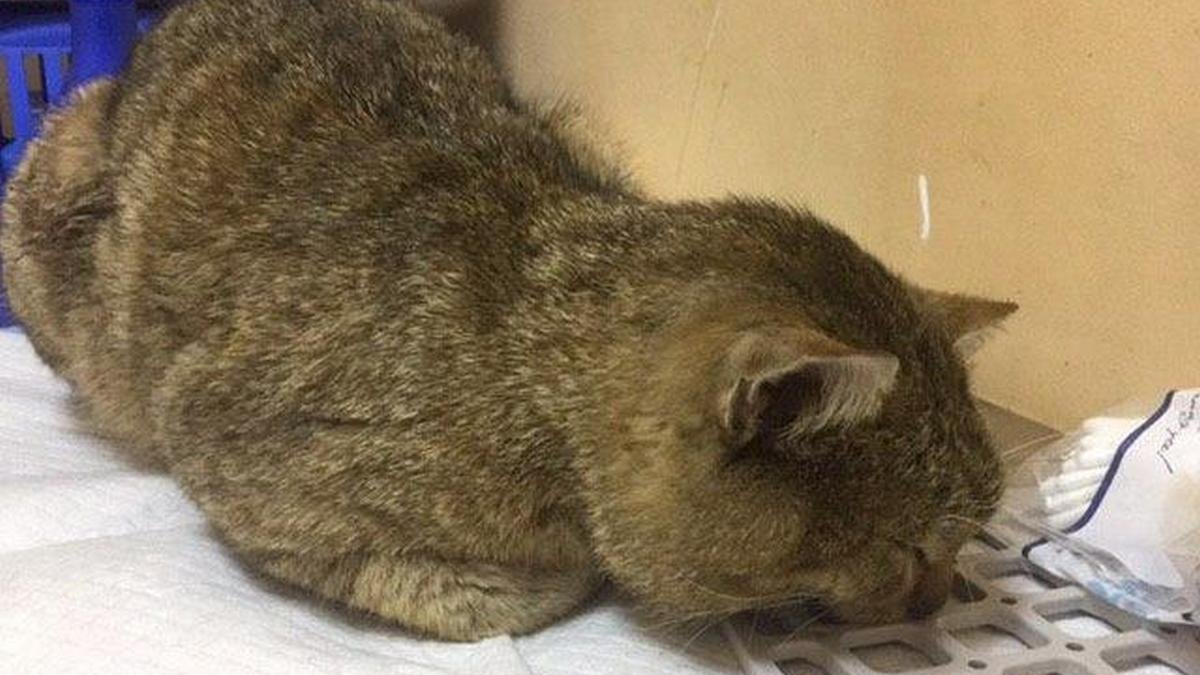 В Днепре на Тополе-2 нашли избитого кота: нужна помощь
