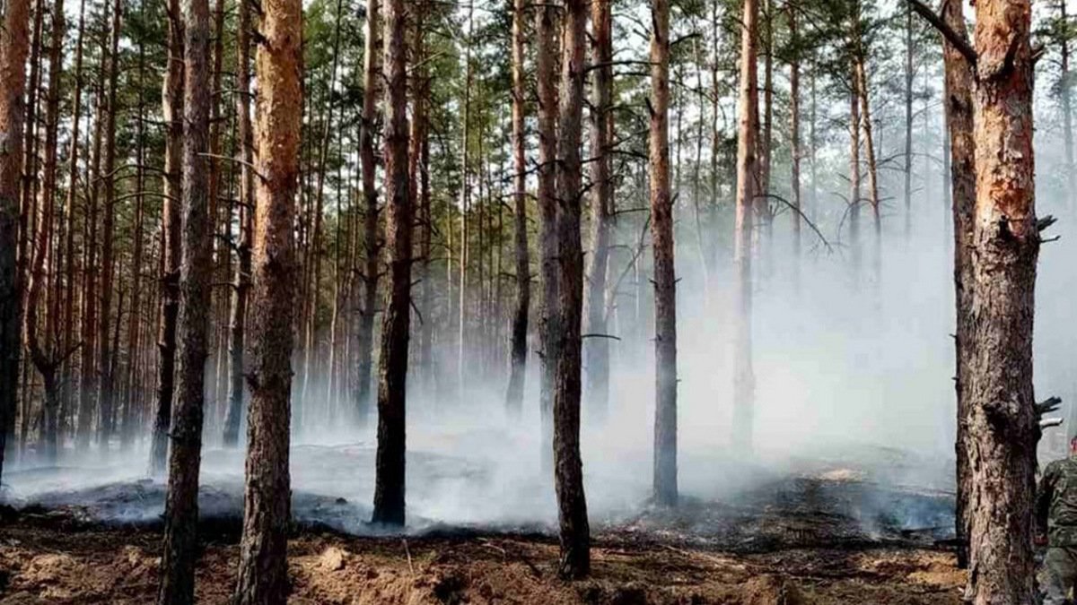 В Днепре вспыхнул пожар на территории Обуховского лесничества