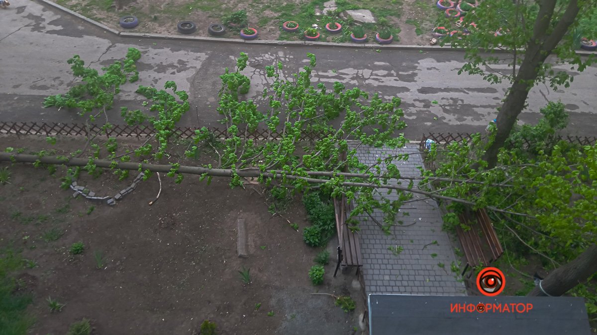 В Днепре на Солидарной ветка дерева рухнула перед входом в подъезд