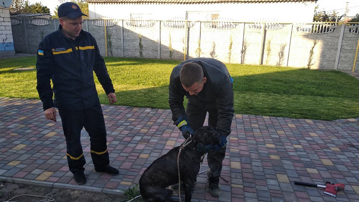В Подгородном спасатели достали собаку из 12-метрового колодца