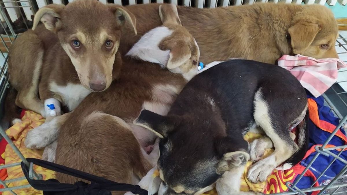 В Днепре волонтеры спасают троих щенков