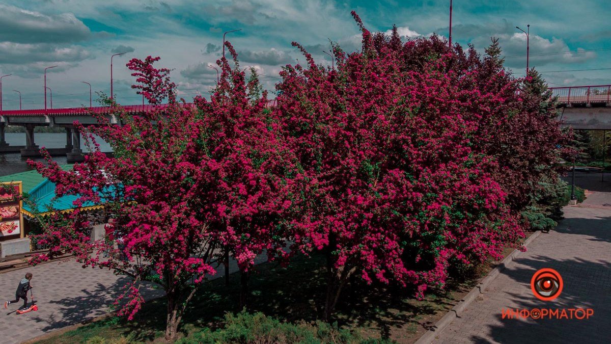 В Днепре на набережной зацвели ярко-розовые деревья