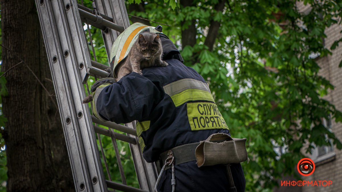 В Днепре на Сечевых Стрельцов спасатели помогли еще одному котику спуститься с дерева