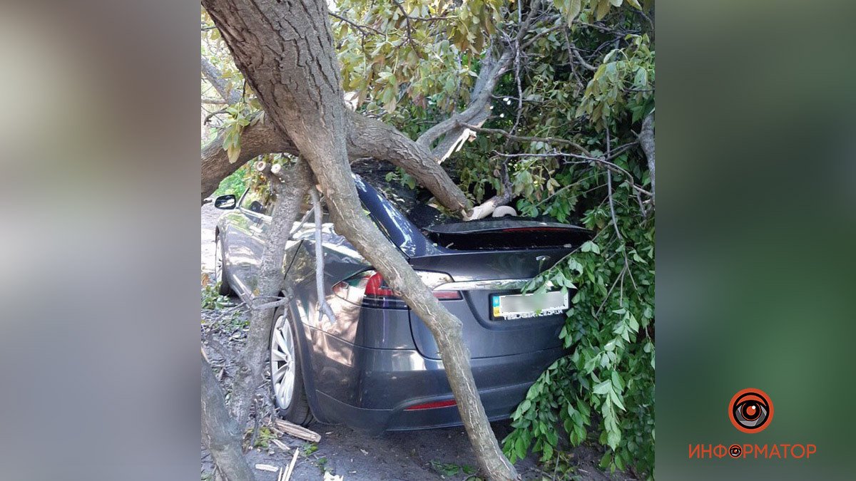 В Днепре в переулке Университетском дерево упало на припаркованную Tesla