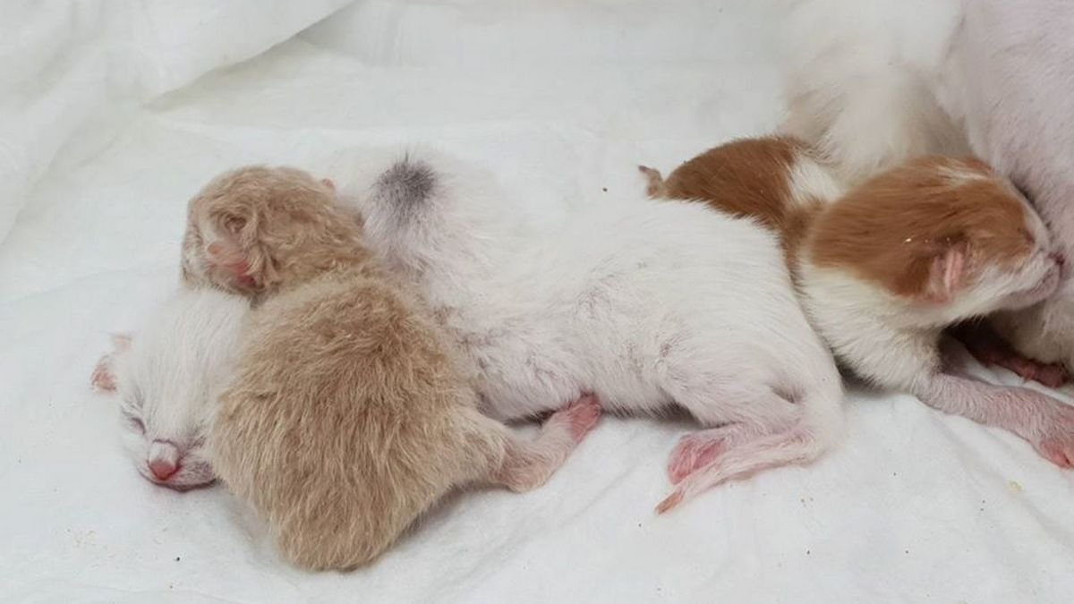 В Днепре спасают кошку и ее четырех котят: волонтеры просят о помощи