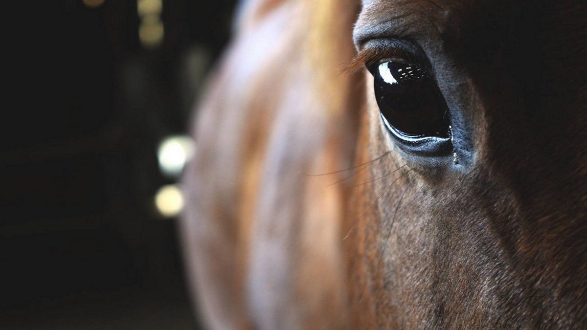 В Днепре заболевшую молодую лошадь хотят отдать мяснику: волонтеры борются за ее жизнь